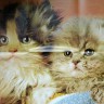 Pussycat_Blue_Lights_6.jpg